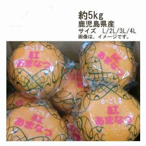 送料無料 紅甘夏 約5kg 鹿児島県産 サイズ L/2L/3L/4L｜shopdaihei