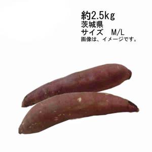 送料無料 紅はるか さつまいも 約2.5kg 茨城県産 サイズ M/L