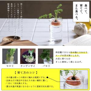 SPICE OF LIFE(スパイス) 水替え...の詳細画像5