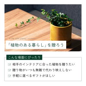 観葉植物 選べる4号鉢と鉢カバーのセット ギフ...の詳細画像2