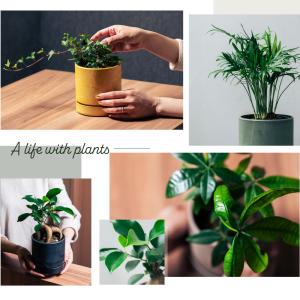 観葉植物 選べる4号鉢と鉢カバーのセット ギフ...の詳細画像3