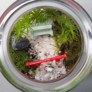 苔テラリウム 手作りキット 神社苔 コルク付き...の詳細画像3