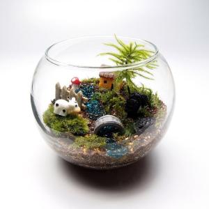 コウヤノマンネングサ 苔テラリウム 手作りキッ...の詳細画像1