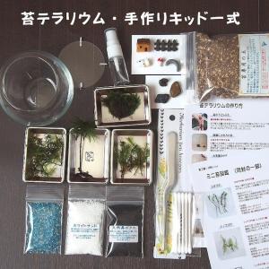 コウヤノマンネングサ 苔テラリウム 手作りキッ...の詳細画像5