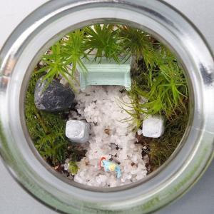 苔テラリウム 手作りキット寺苔 コルク付きビン...の詳細画像3