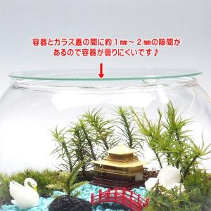 京都 日本庭園 苔テラリウム 手作りキット 一...の詳細画像4