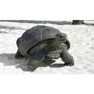 FRP動物オブジェ ガラパゴスの遺産の商品画像