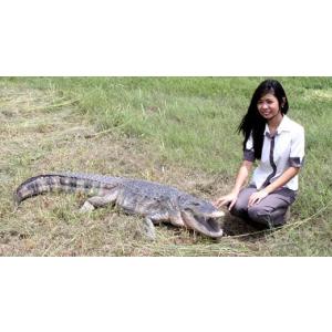 ＦＲＰ動物オブジェ　アメリカ鰐の雄姿
