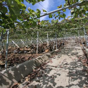 2025 新酒 山梨 白ワイン 甘口 ドメーヌ...の詳細画像2