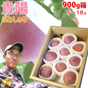 すもも プラム 山梨県 八代産 送料無料 農家直送 ふみしゅり 貴陽 900g箱 (5〜10玉)｜shopvision