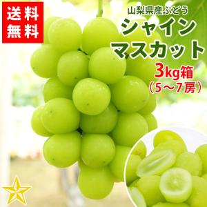 ぶどう シャインマスカット 山梨県産 送料無料 農家直送 大人気品種 シャインマスカット3kg箱 （5〜7房）