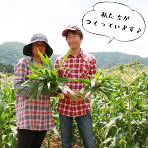 とうもろこし きみひめ 10〜12本 旬果市場...の詳細画像4