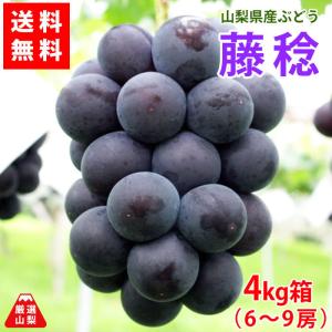 ぶどう 藤稔 山梨県産 送料無料 農家直送 種なしブドウ 大粒品種 藤稔(ふじみのり) 4kg箱 （6〜9房）｜shopvision