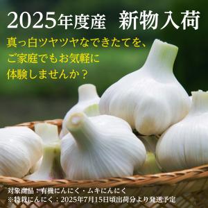 2025年度産 冷蔵 中国産 ムキにんにく 大...の詳細画像1