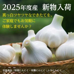 2025年度産 嘉定種ホワイトにんにく種球(4...の詳細画像1