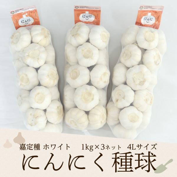 2025年度産 嘉定種ホワイトにんにく種球（4L） 1kg×3ネット 中国産（特栽にんにく）(中国規...