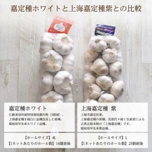 【種用】上海嘉定種(紫にんにく)種球 L/1kgの詳細画像4