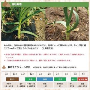 【種用】上海嘉定種(紫にんにく)種球 L/1kgの詳細画像2