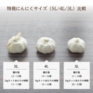 【食用】特栽にんにく 5L/1kg ×10 (...の詳細画像3
