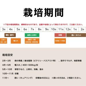 種生姜 千葉県産金時生姜10kgの詳細画像2