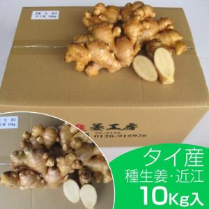 タイ産近江生姜（白）10kg  (沖縄を除く)※種生姜としてもご利用いただけます