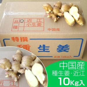 種生姜 中国産近江生姜（黄）10kg｜shougakoubou