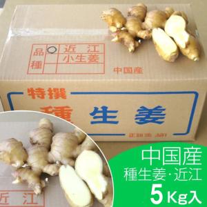 種生姜 中国産近江生姜（黄）10kg : 生姜工房 - 通販 - Yahoo!ショッピング