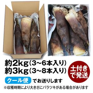 山形県庄内地方の春の名物「湯田川孟宗(たけのこ...の詳細画像5