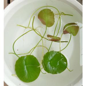 【送料出品者負担】アサザ　3株　屋内栽培　日本の希少水生植物　日本の希少水草　浮葉植物　アクアリウム　池　ビオトープにお勧め