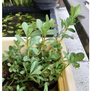 【送料出品者負担】ミズキンバイ　3株　日本の希少水生植物　屋外栽培　水上葉　メダカ池　ビオトープにお勧め