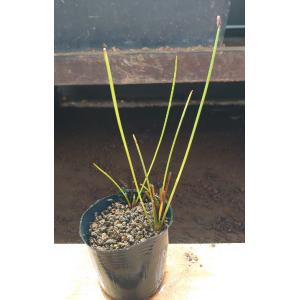 【送料出品者負担】スジヌマハリイ1鉢　日本の希少水辺植物　ビオトープに