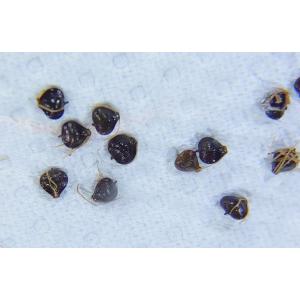 【送料出品者負担】ハタベカンガレイの種子　20粒　屋外自家栽培　日本の希少水生植物　ビオトープ準備