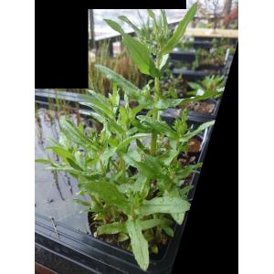 【送料出品者負担】カワジシャ　3株　日本の希少水生植物　屋外栽培　水上葉　メダカ池　ビオトープにお勧め