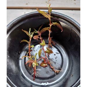 【送料出品者負担】ホソバノウナギツカミ　5株　屋外栽培　水上葉　日本の水生植物　ビオトープに