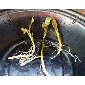 【送料出品者負担】クサレダマ　3株　日本の水生植物　水上葉　屋外栽培　メダカ　ビオトープにお勧め