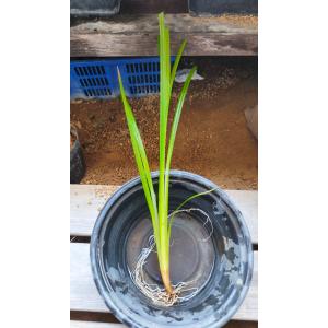 【送料出品者負担】ジョウロウスゲ1鉢　日本の希少水辺植物　屋外栽培越冬株　メダカ　池　ビオトープに