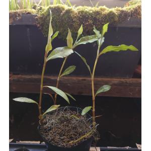 【送料出品者負担】シロバナサクラタデ　3株　日本の水生植物　屋外栽培　水上葉　屋外メダカ池　ビオトープにお勧め