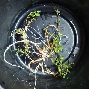 【送料出品者負担】ミゾカクシ　5株　日本の水生植物　屋外栽培　水上葉　メダカ池　ビオトープにお勧め