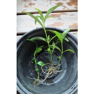 【送料出品者負担】オギノツメ　3株　水上葉　屋外栽培　ビオトープに
