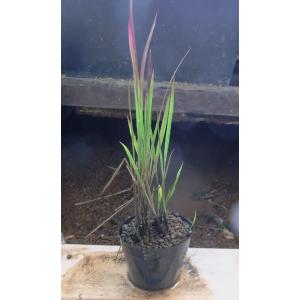 【送料出品者負担】ベニチガヤ　1鉢　屋外栽培　水上葉　日本の水生植物　池　ビオトープに