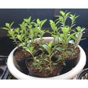 【送料出品者負担】ヌマトラノオ　3株　日本の水生植物　屋外栽培　水上葉　メダカ池　ビオトープにお勧め