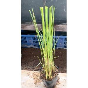 【送料出品者負担】ヨコシマフトイ　1鉢　日本の水生植物　屋外栽培越冬株　メダカ　池　ビオトープ準備