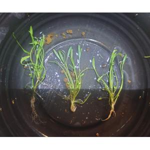 【送料出品者負担】キタミソウ　3株　日本の希少水生植物　屋外栽培　メダカ池　ビオトープに