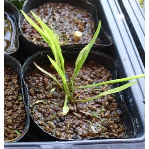 【送料出品者負担】ホソバヘラオモダカ　1株　日本の希少水生植物　屋外栽培　メダカ　池　ビオトープにお勧め