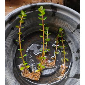 【送料出品者負担】ホザキキカシグサ　Rotala rotundifolia（純国内産・八重山系統）　5株　日本の希少水生植物　屋外栽培　水上葉　
