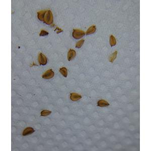 【送料出品者負担】トウゴクヘラオモダカの種子　100粒　日本の希少水生植物　屋外栽培　ビオトープ準備