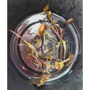 【送料出品者負担】トチカガミの芽出し植芽　5個　屋外栽培　浮草　浮葉植物　日本の希少水生植物　屋内水槽可　ビオトープにも