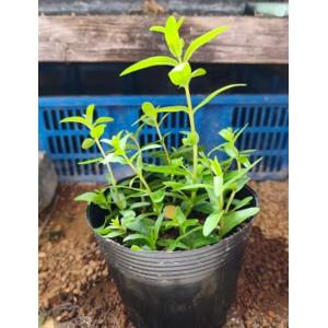 【送料出品者負担】エゾミソハギ　3株　日本の水生植物　屋外栽培　水上葉　メダカ池　ビオトープにお勧め