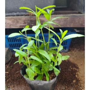 【送料出品者負担】イヌゴマ　3株　日本の水生植物　屋外栽培　水上葉　メダカ池　ビオトープにお勧め