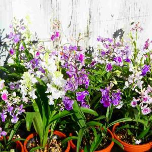 孔雀サボテン ホワイトマジック 白花 5号鉢 多肉植物 充実株 260616